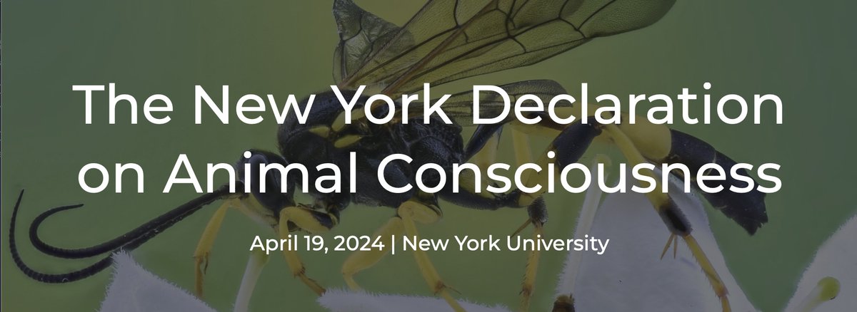 Announcing The New York Declaration on Animal Consciousness! It holds that all vertebrates and many invertebrates have a realistic chance of being conscious, and that their welfare merits consideration. If you have relevant expertise, please sign! nydeclaration.com