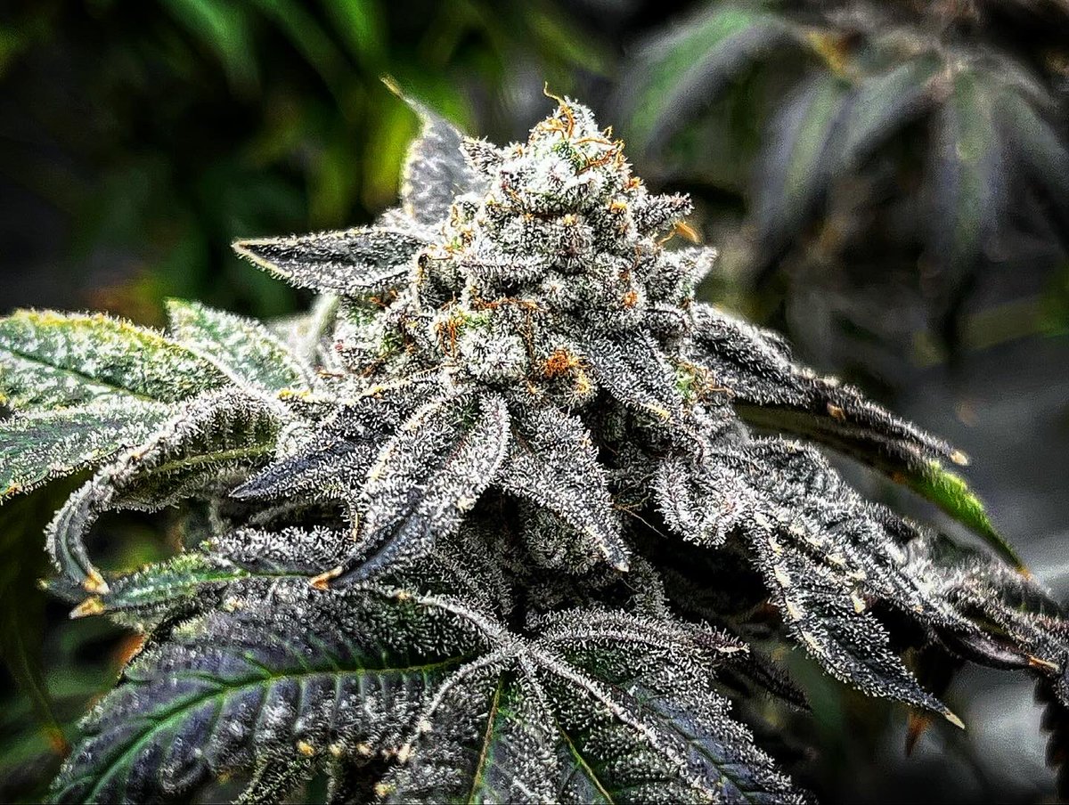 I swear there are flowers somewhere under all that ❄️🤩 Gator Breath @premiumcultivar 🪓Day 64🌻 🍁TeeBeeDee man…TBD🍁 #growyourown #marijuana #Homegrown #weed #cannabisculture #CannabisCommunity