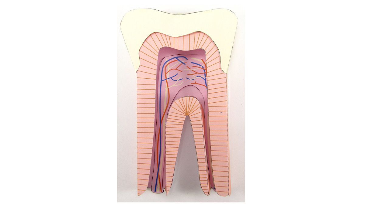 Make this paper model of a tooth with your students to show what's inside them! bit.ly/2G9reDq 

#teeth #tooth #dentine #rootcanal #dentistry #dentist #iteachbio #biologyteacher #scienceteacher #primaryscience #elementaryscience