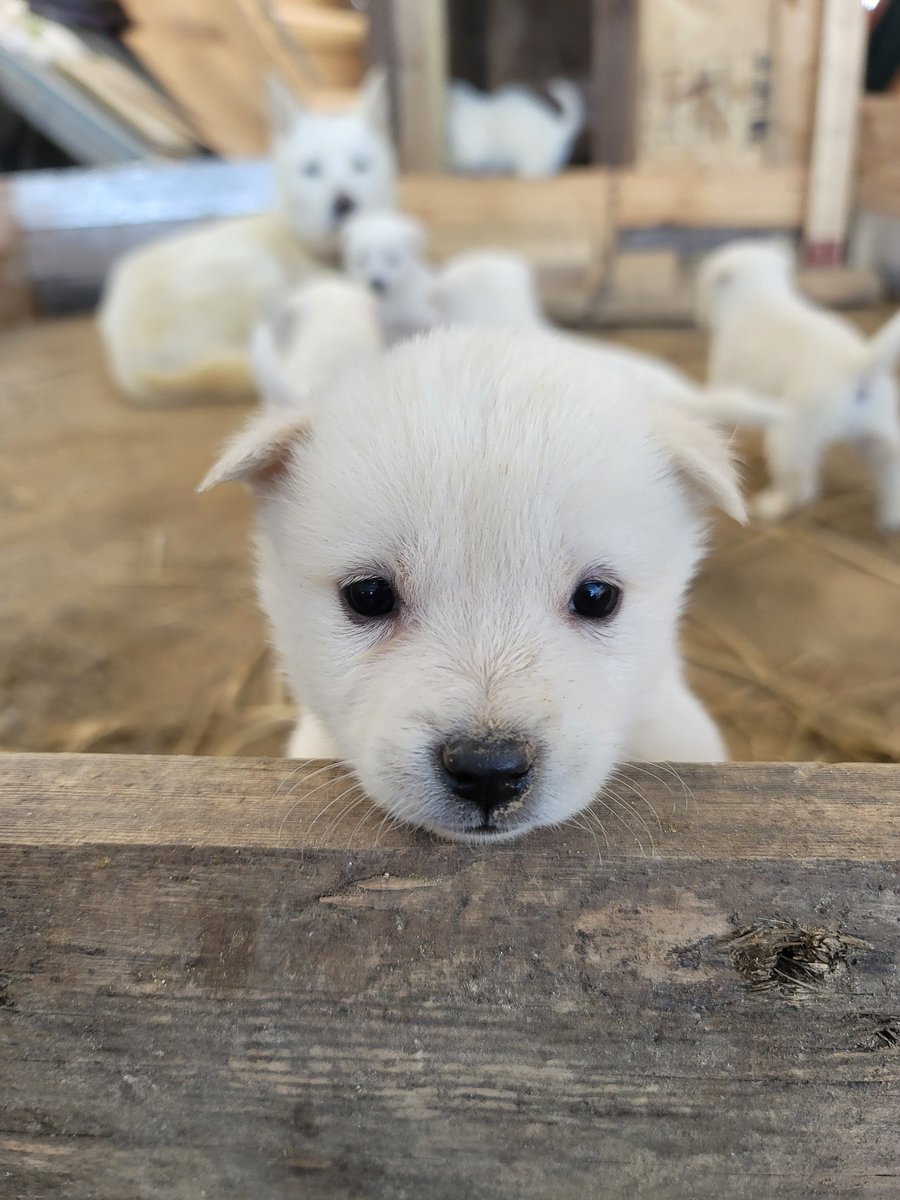 요즘 성규 이 멍뭉이 닮음