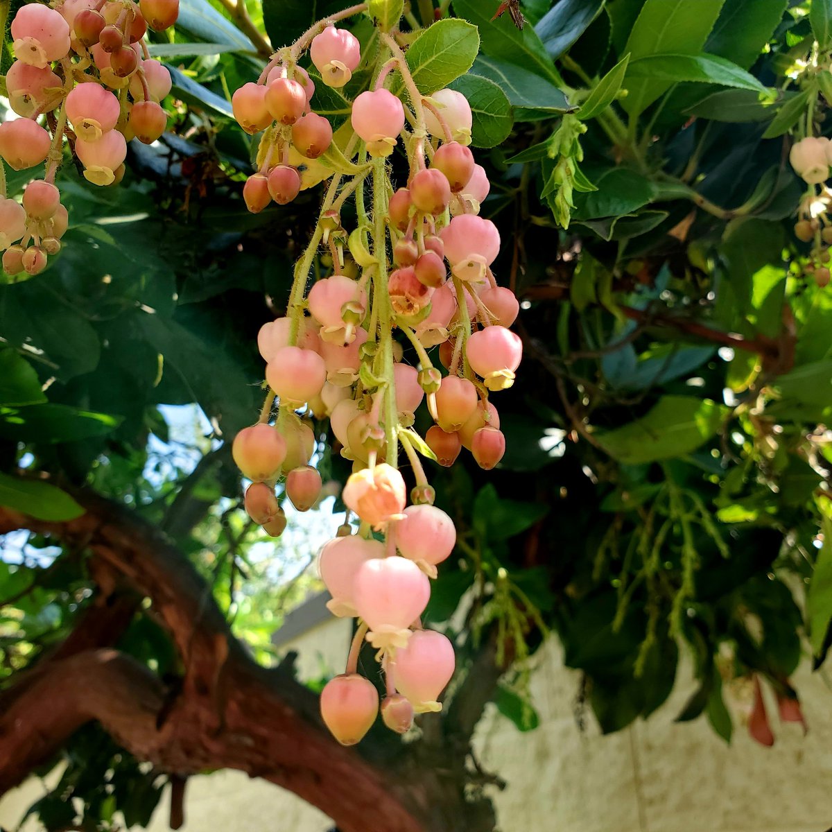 VaporsTime's tweet photo. May your day overflow with love and light, as your inner creativity explores the depths of your soul, and may you share that radiant energy with the world around you.

(Photos captured on my daily walk) https://t.co/IprcbCYk65
