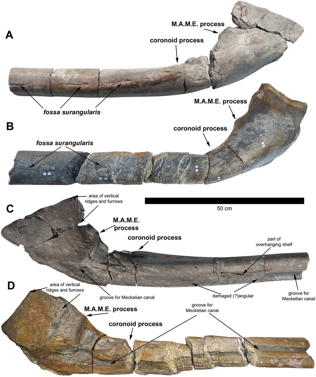 For #FossilFriday, a new ichthyosaur to science from the U.K., and might be the biggest ever (discovered to date), Icthyotitan!! it's the Triassic and described by @Dean_R_Lomax and co authors including the father-daughter duo who discovered it !! 🎉 Art by @SergeyAtrox1