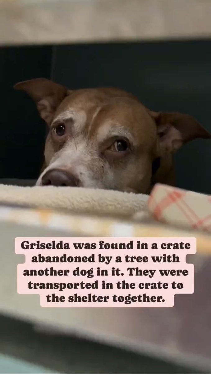 Darling #senior GRISELDA #197226 abandoned,unloved,her little face says it all! 
She is a good baby that doesn't want to DIE 💔 
Precious senior should b cherished not MURDERED 💔 Tender, gentle loving soul.PLZ #ADOPT #FOSTER OR #PLEDGE TO ATTRACT A RESCUE 🛟 #NYCACC PLZ HELP