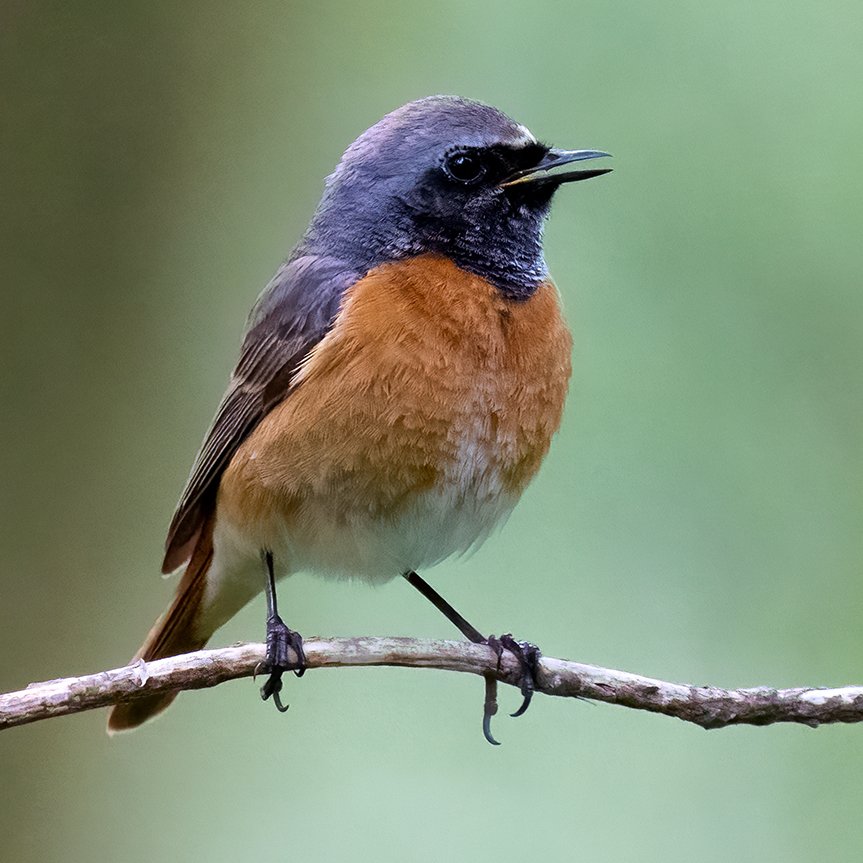 Our Spring Migrants Table has had a big update this week! Since the previous update in March, there's been a flurry of migrants arriving including Grasshopper Warblers, Cuckoos and Redstarts. To find out which migrants have made it to you, visit: the-soc.org.uk/pages/spring-m…