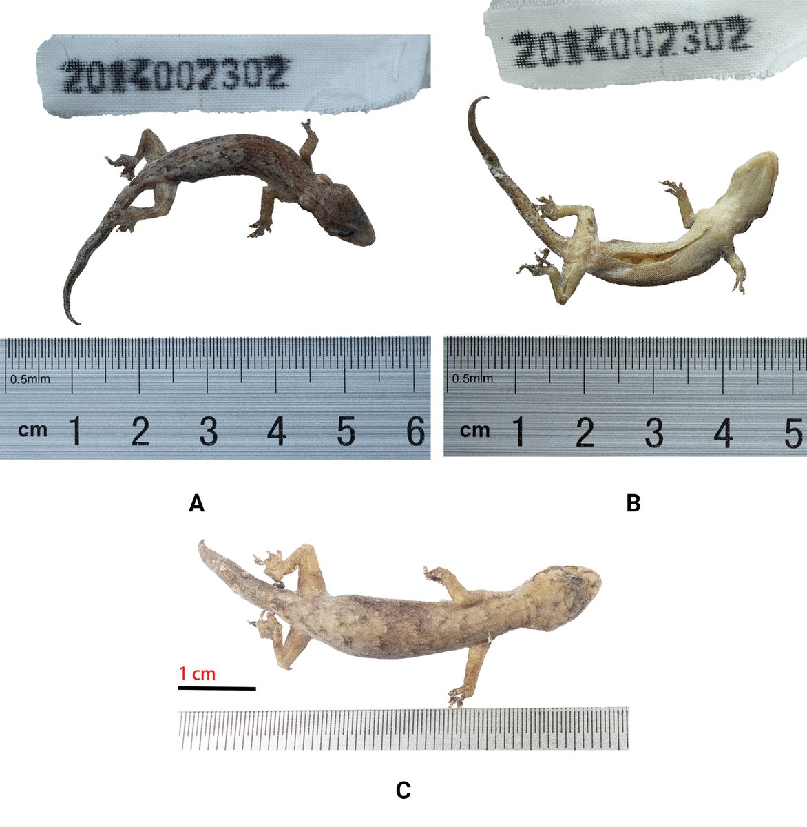 Hemiphyllodactylus gengmaensis, just described as a new species, is the fifteenth species of its genus to be found in China. Find out more about it here: doi.org/10.3897/zookey… #gecko #phylogeny #newspecies