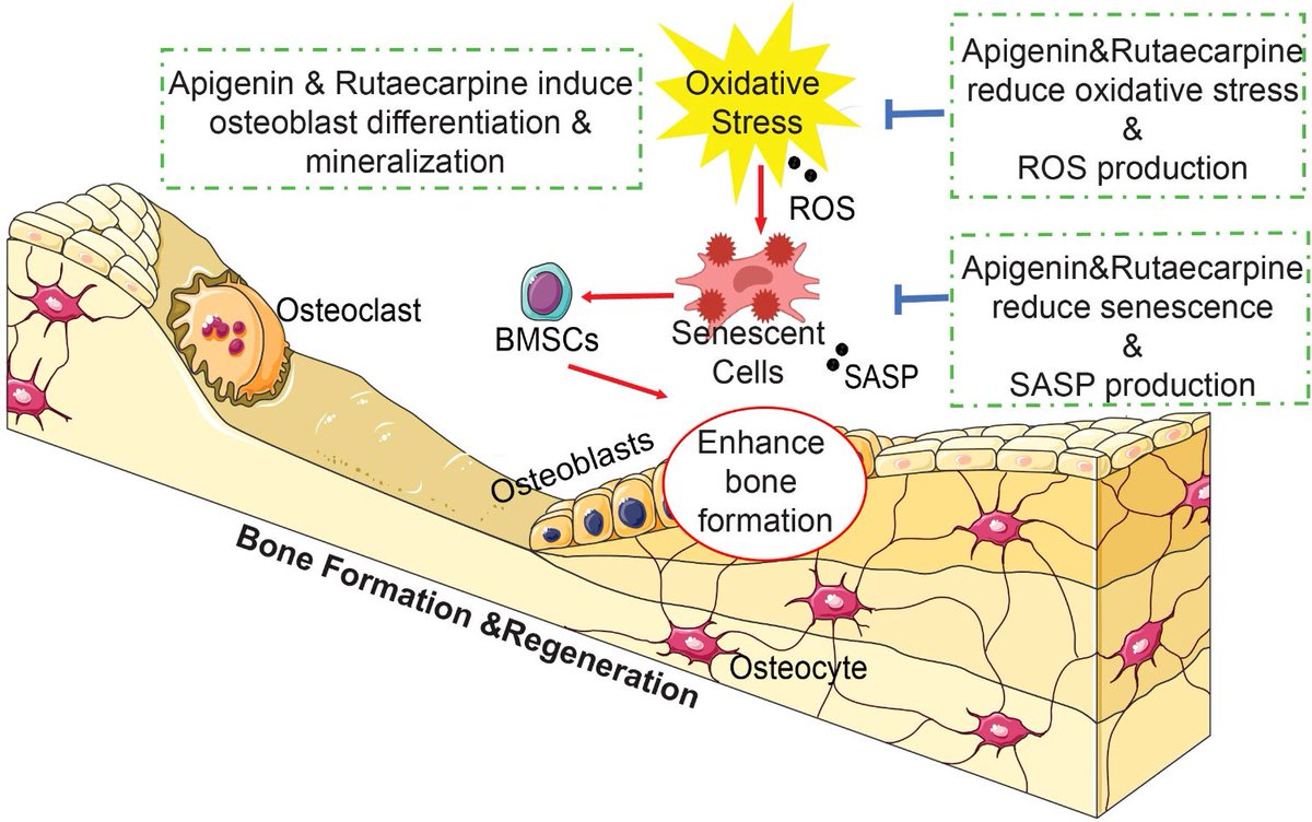 Agingdoc⭐David Barzilai🔔MD PhD MS MBA DipABLM🩺 (@agingdoc1) on Twitter photo Apigenin and Rutaecarpine reduce the burden of cellular senescence in bone marrow stromal stem cells
<a href="/DaliaLadyd/">Dalia Ali🇯🇴🇸🇦</a>, <a href="/mkassem/">Moustapha Kassem</a> | <a href="/FrontEndocrinol/">Frontiers - Endocrinology</a>
🔗frontiersin.org/journals/endoc… Apigenin and Rutaecarpine reduce the burden of cellular senescence in bone marrow stromal stem cells
<a href="/DaliaLadyd/">Dalia Ali🇯🇴🇸🇦</a>, <a href="/mkassem/">Moustapha Kassem</a> | <a href="/FrontEndocrinol/">Frontiers - Endocrinology</a>
🔗frontiersin.org/journals/endoc…