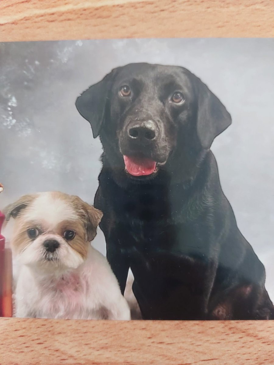 Here are some photos of our resident Nelly from Mayfair Lodge and her faithful companion, Bruno, in celebration of National Pet Month 💖 #QuantumCare #NationalPetMonth #CareHomesUK