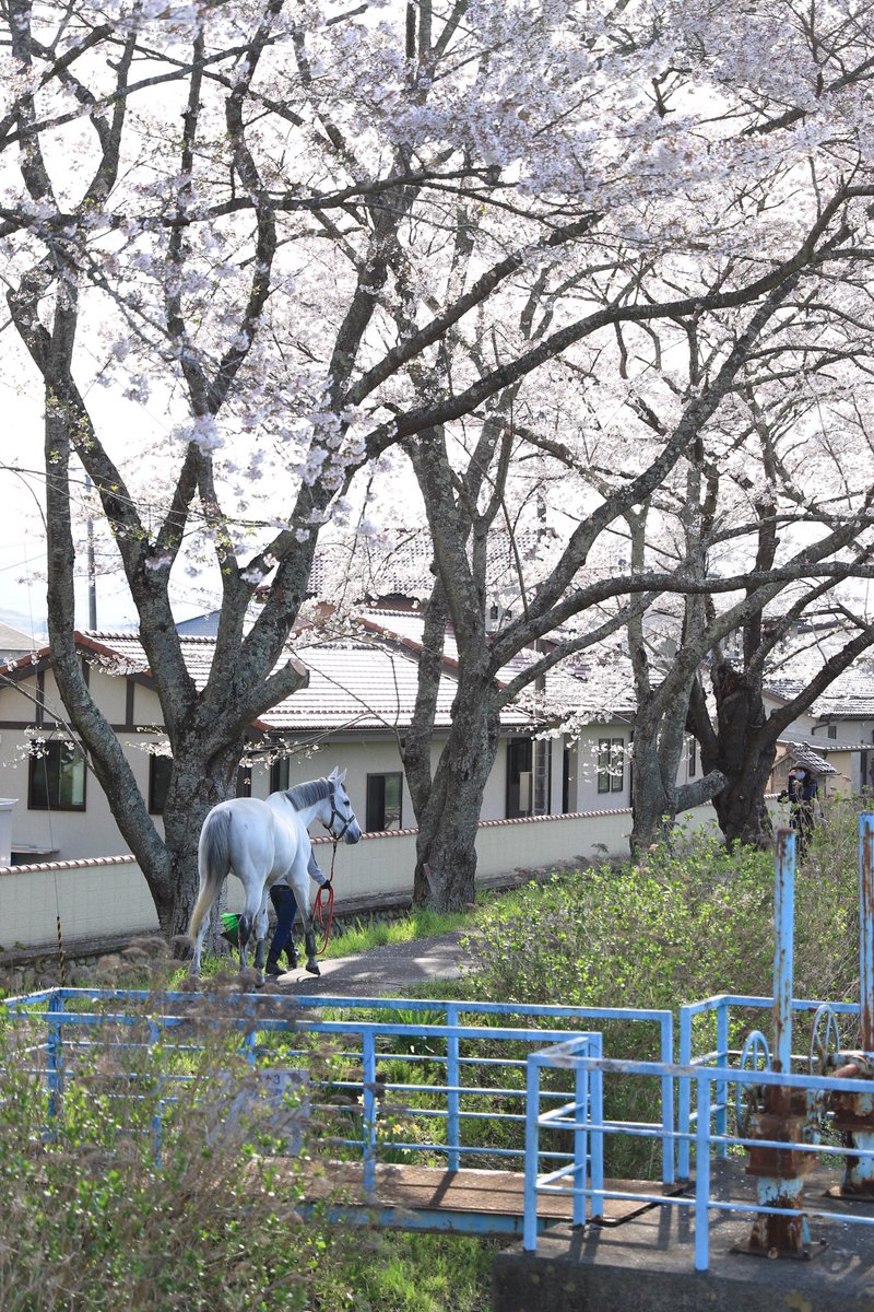 白馬が通る桜並木