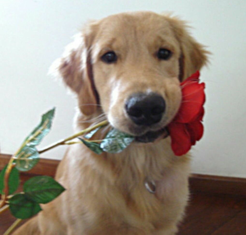 ongigorn's tweet image. ใช่เรยหนิน้องกอน

GORN Someone Someday IMAGE Teaser 1 
#Gorn_ImageTeaser1