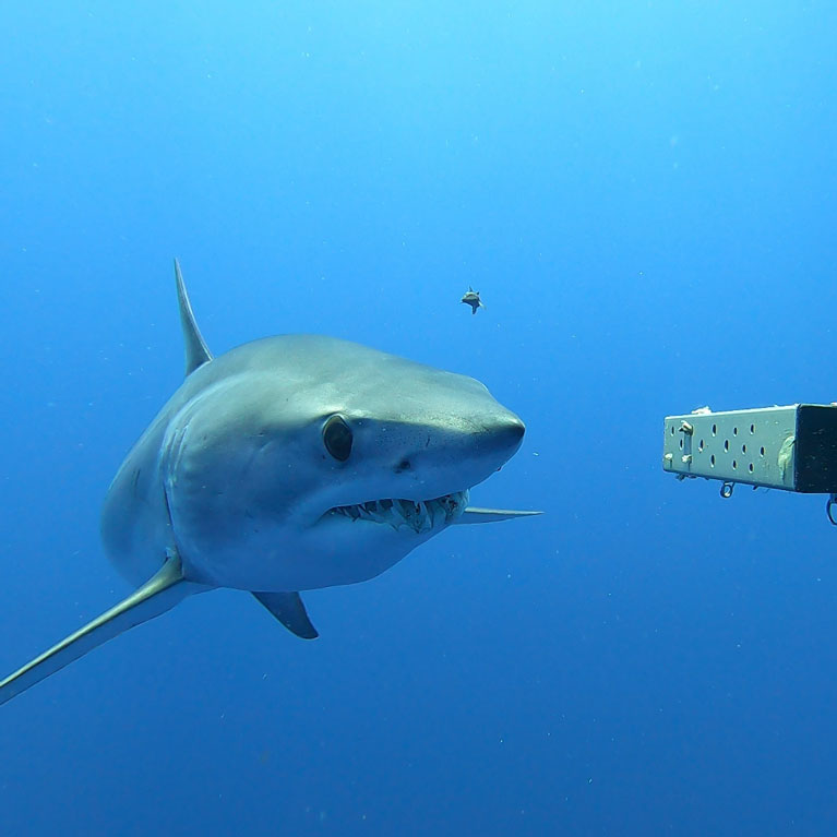 Baited Remote Underwater Video Systems (BRUVS) provide a window into marine life behaviour, especially for elusive species. Nico Fassbender leads a project in Seychelles using BRUVS to study reef shark behaviour and habitat use. More in the link below! saveourseas.com/update/peaking…