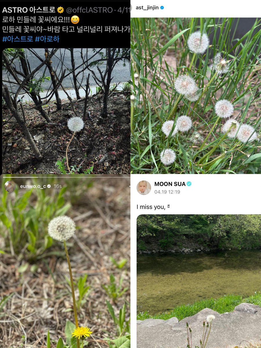 dandelions really have the most special feeling for all of us 🥹