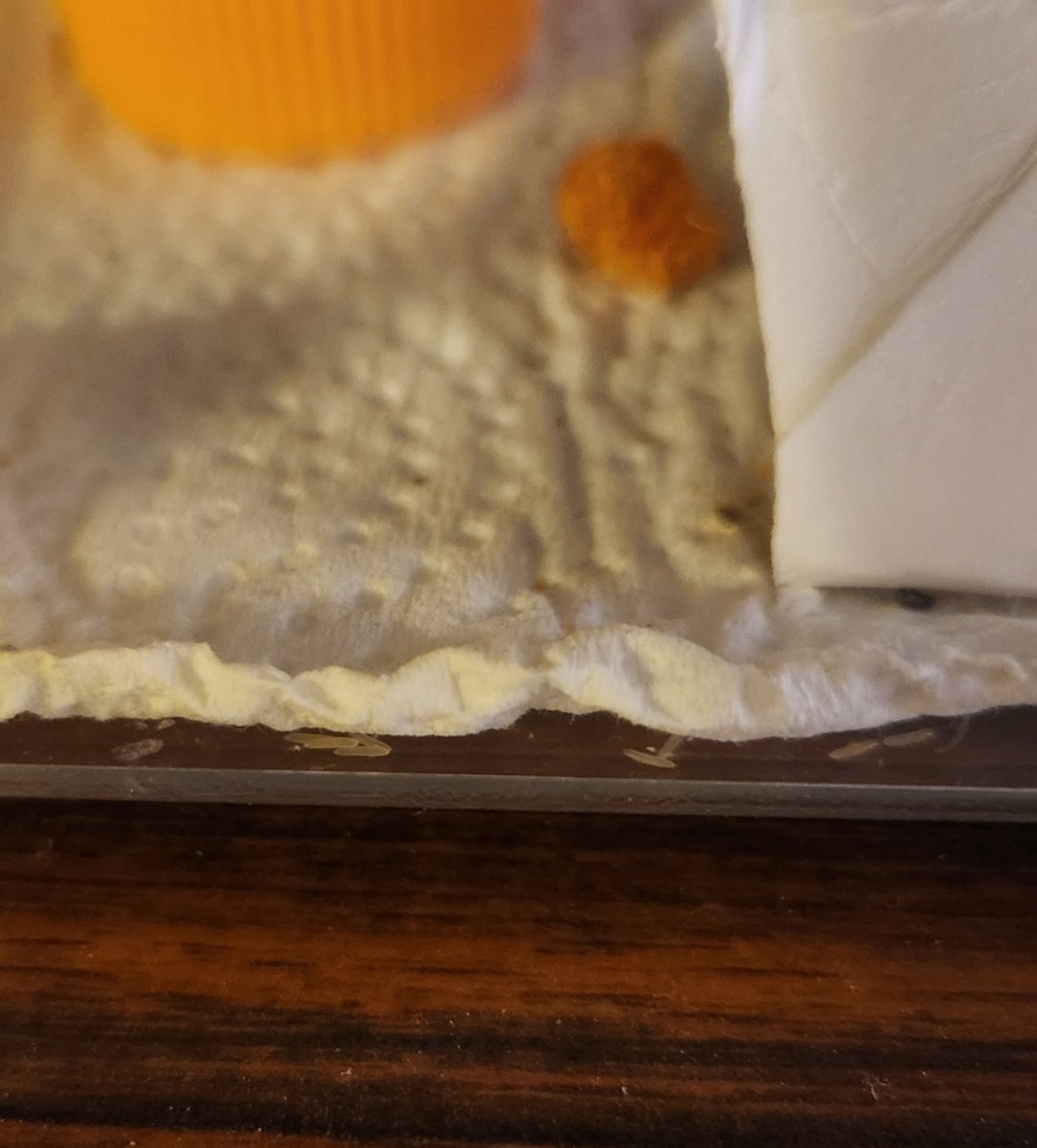 mothmoth910's tweet photo. ペットショップで購入したコオロギが産卵。シートの下に落ちているのが卵。
結構感動しました😂
#コオロギ
#産卵シーン
#産卵管 https://t.co/g6hLvXzvhz