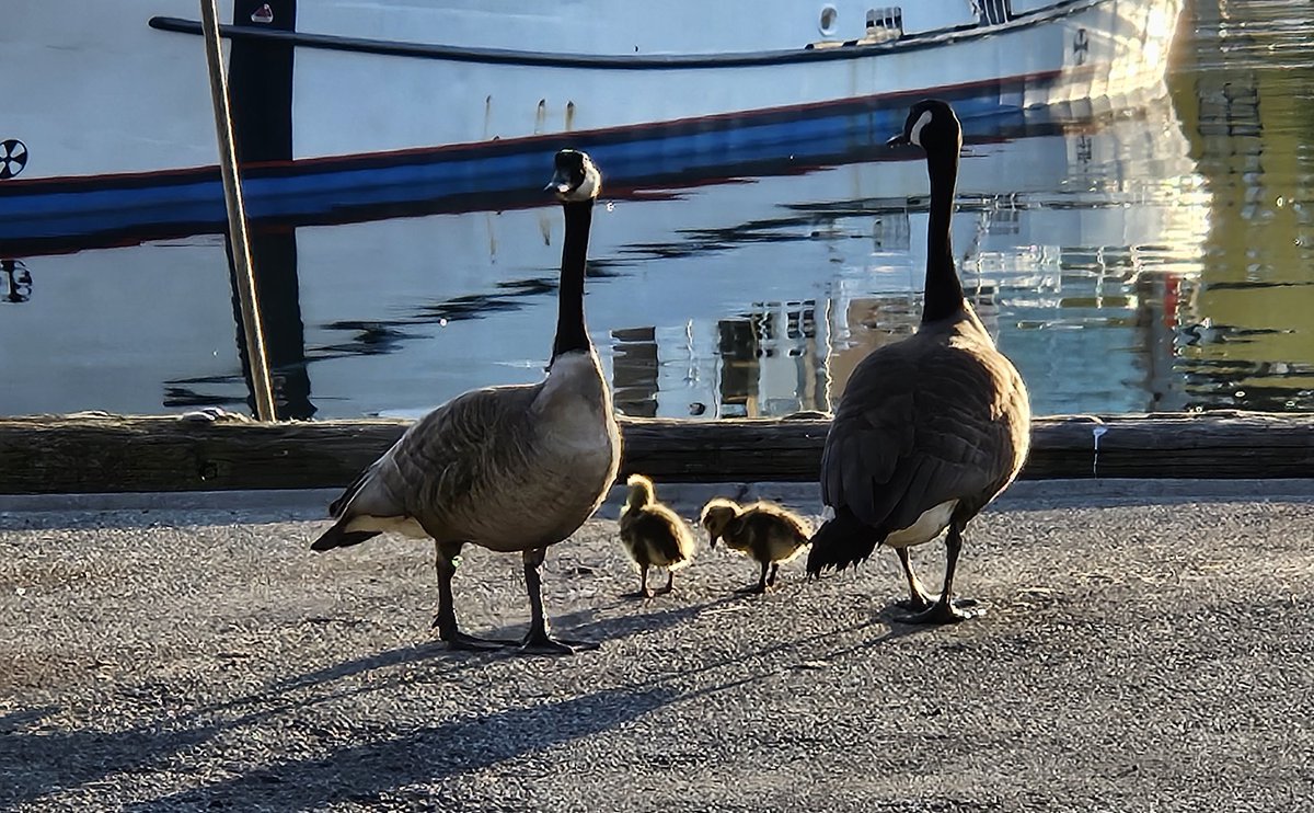 Alert alert! Good morning Vancouver. Here is my first gosling sighting this year! #pickhappy #keepwalking