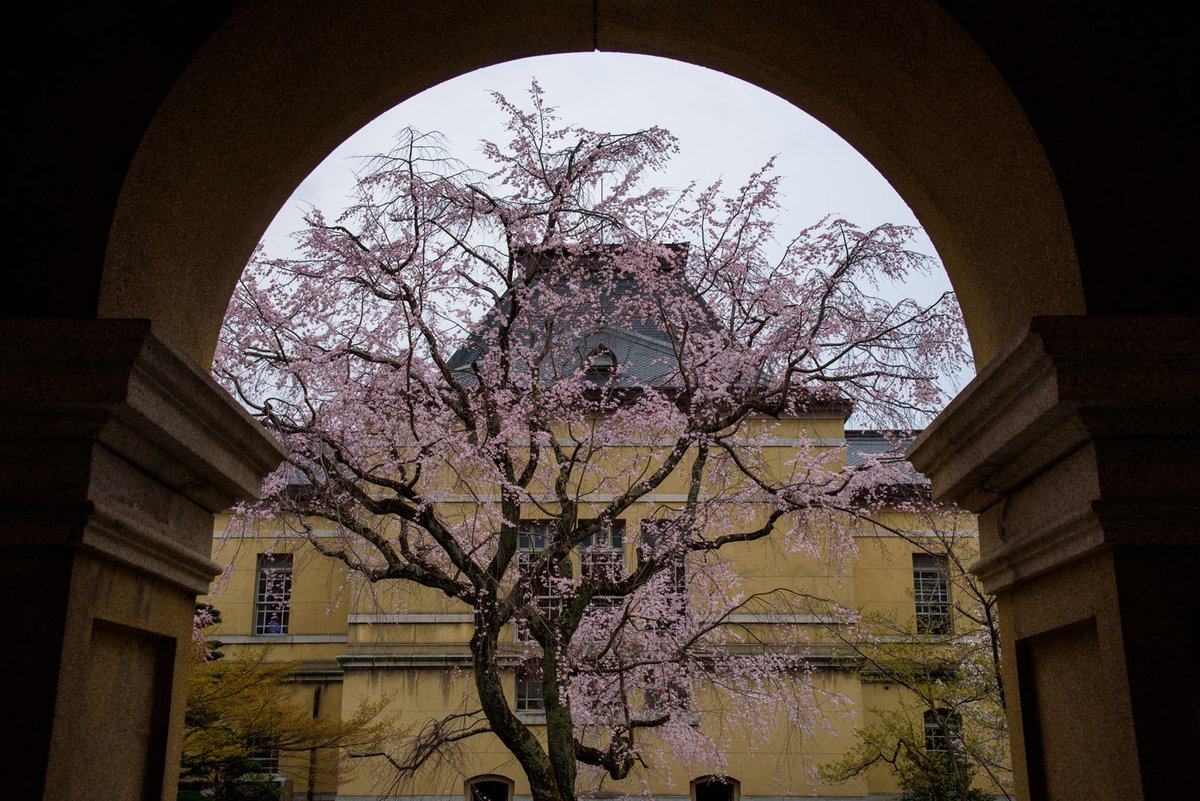 京都府庁旧館の枝垂れ桜
最近はここの枝垂れ桜が推しです。
3月31日