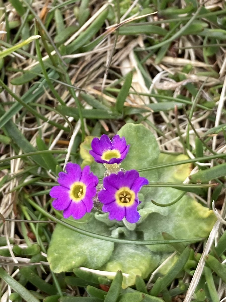 Happy Primrose Day! lets not forget everyone's favourite: Scottish Primroses! this tiny flower is endemic to a small area in the very north of Scotland, in Caithness, Sutherland and Orkney. Championed in Scottish Parliament by @Liam4Orkney ^_^ 📸Helen Cromarty