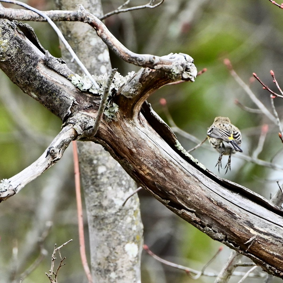nj_pinelands's tweet photo. That Friday feeling … whether you’re a human or a yellow-rumped #warbler in the New Jersey #Pinelands 💛 

📷: Paul Leakan, Pinelands Commission Communications Officer 

#warblers #warbler #birds #bird #njstateparks #whitesbogvillage #FridayVibes #FridayFeeling https://t.co/LKWSyNQykl