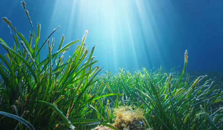 Don't miss your chance to join us for a free Sustainable anchoring & mooring webinar

📅25 April 
🕔19:30-20:30  

- Gain insight into @EULIFERemedies
- Learn about seagrass 
- Plus, discover top tips for anchoring & mooring

Save your space rya.org/F7iN50R9p0s
#SaveOurSeabed