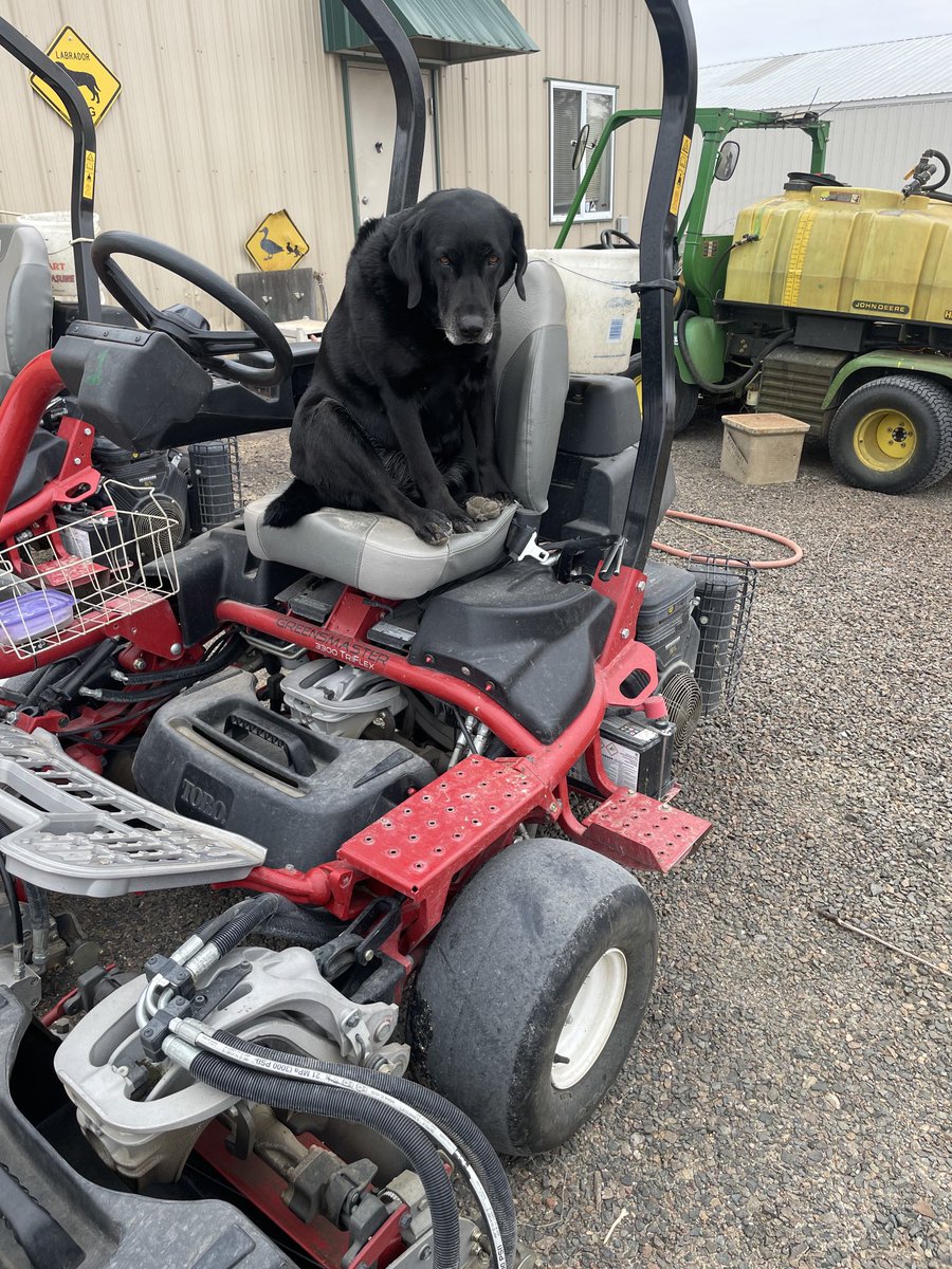 Someone thinks it’s time to mow greens. She’s mistaken though. With highs in the 40s theres no grass to mow!