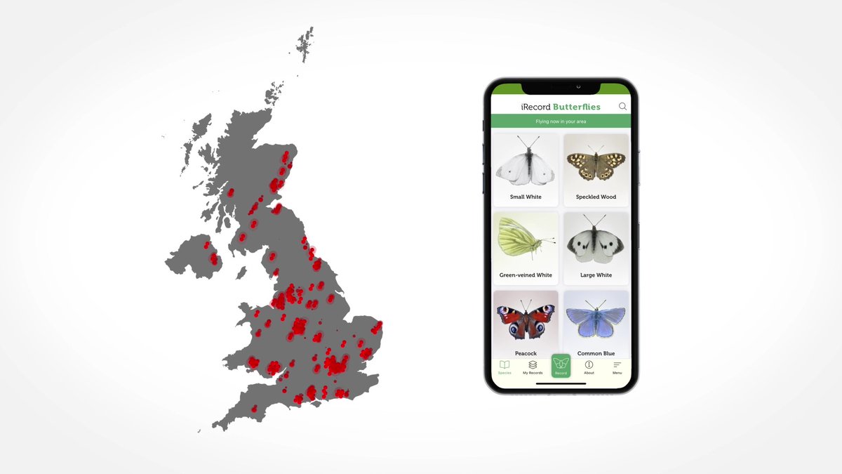 Large-scale, long-term #CitizenScience datasets provide evidence of declines in species globally. And digital technologies, such as smartphone apps and AI, are transforming how we address data gaps, track insect populations, and engage with nature. ceh.ac.uk/news-and-media… 2/