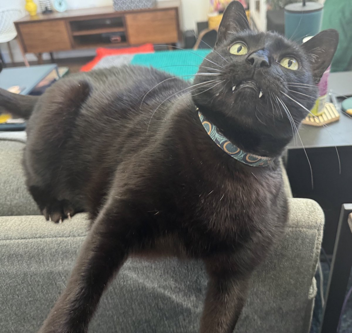 ThoraAndWilbur's tweet photo. @_Demonia_ That’s a great name, Fantom 🖤 Wilbur says chonks are the best https://t.co/7QGK9Uoxt5