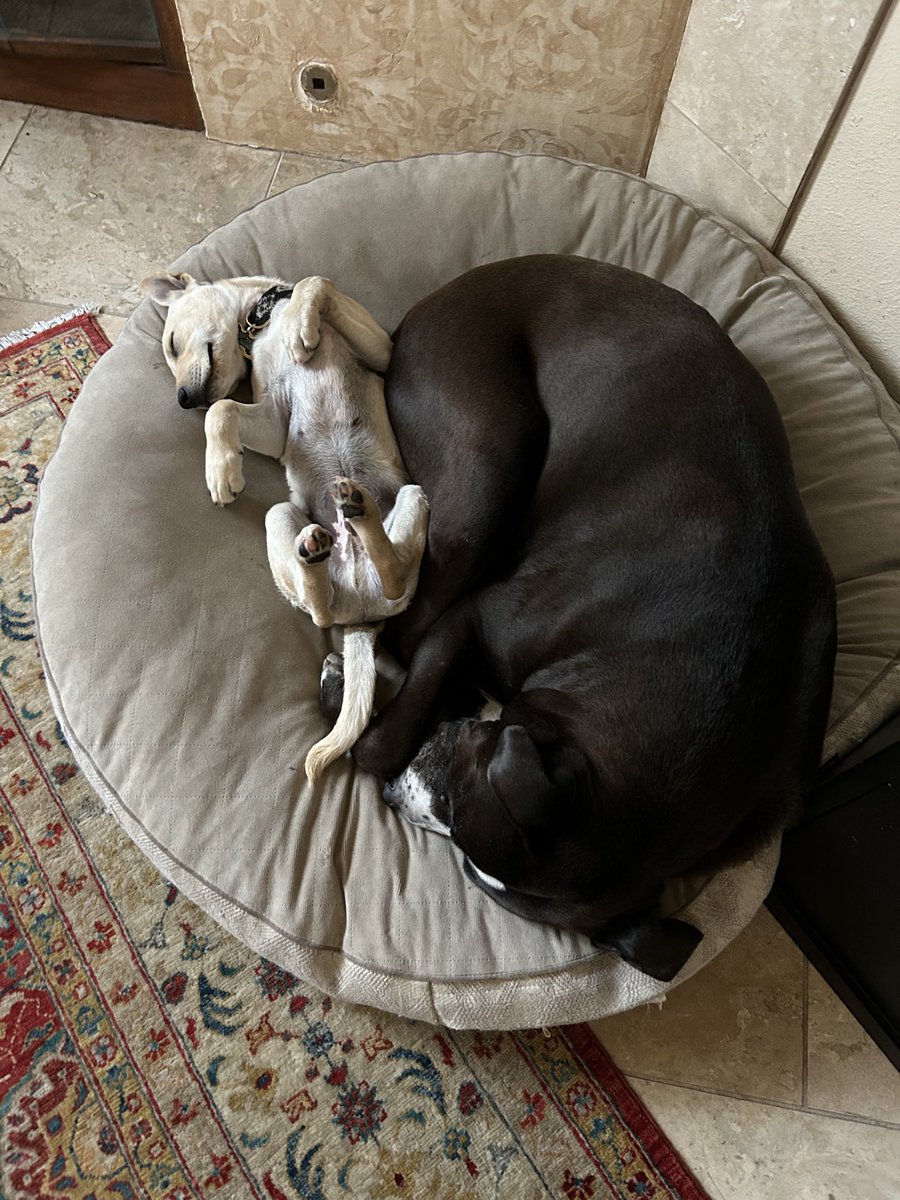 Dan Sheehan tweet media