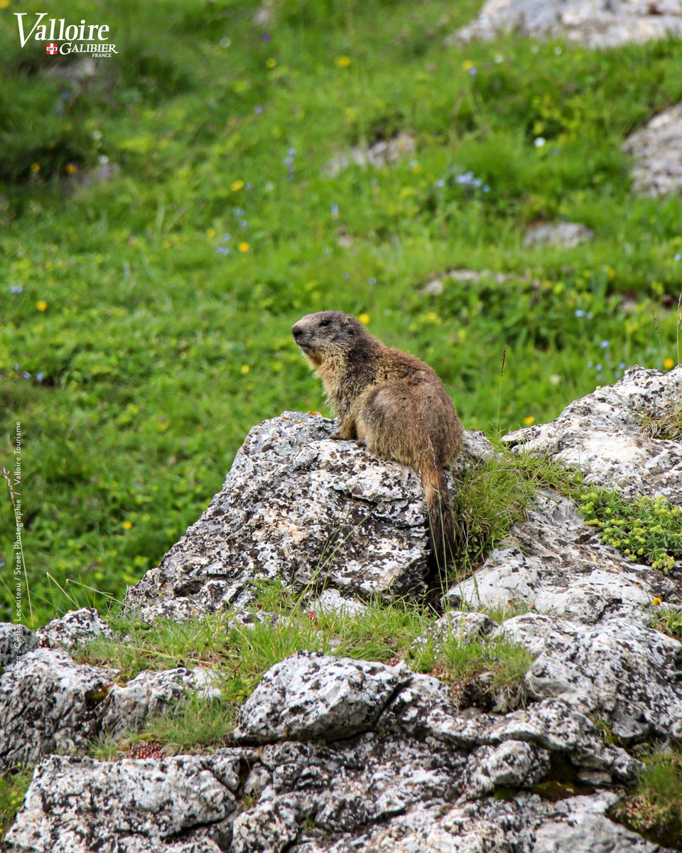 Premières marmottes ! Toujours un bonheur de les retrouver 🥰 #Valloire ⛰️✨ #Galibier