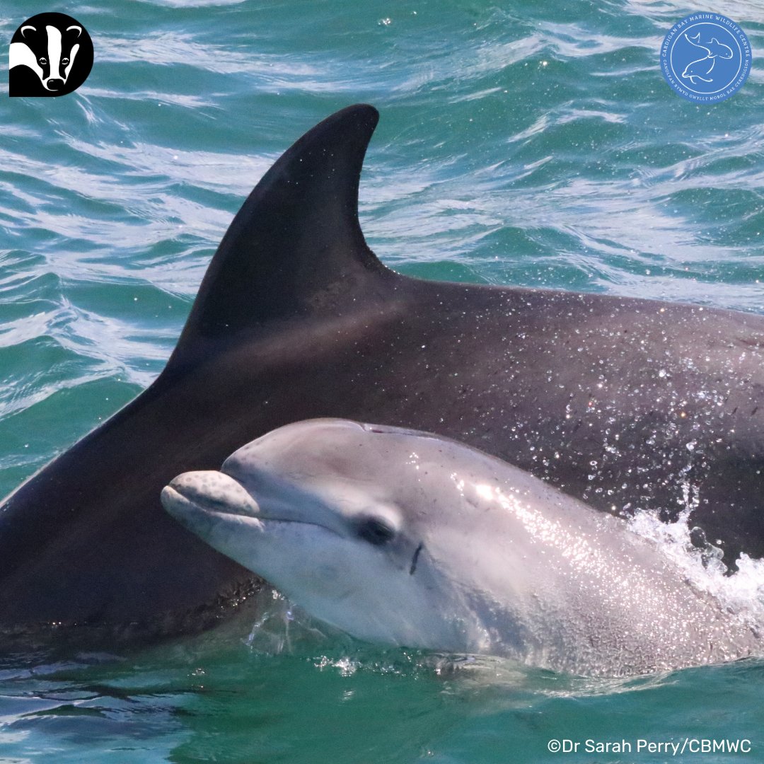 🌟 Exciting news! Our Dolphin Diet Detectives Project has received funding from the Welsh Government’s Nature Networks Fund! 🐬 Read more 👉ow.ly/KVut50RjT3x #DolphinDietDetectives #NatureNetworksFund @HeritageFundUK @HeritageFundCYM @WelshGovernment @AberDLSAGB @WTSWW