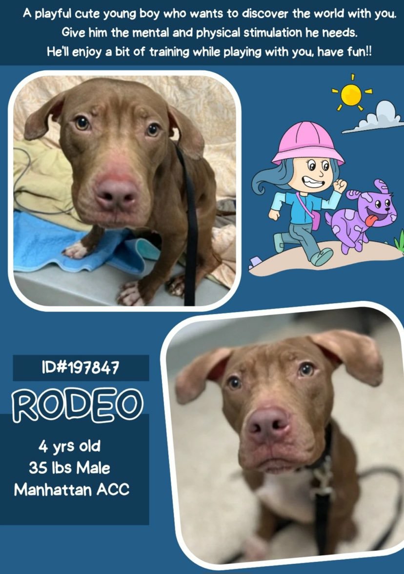 🧡 #Adoptme RODEO 4yrs #Macc Handsome friendly playful pup curious energetic needs some training looking for his forever home 🙏 Nycacc.app #197847
Dm @CathyPolicky @SuzanneSugar #FostersSaveLives 🧡🐕