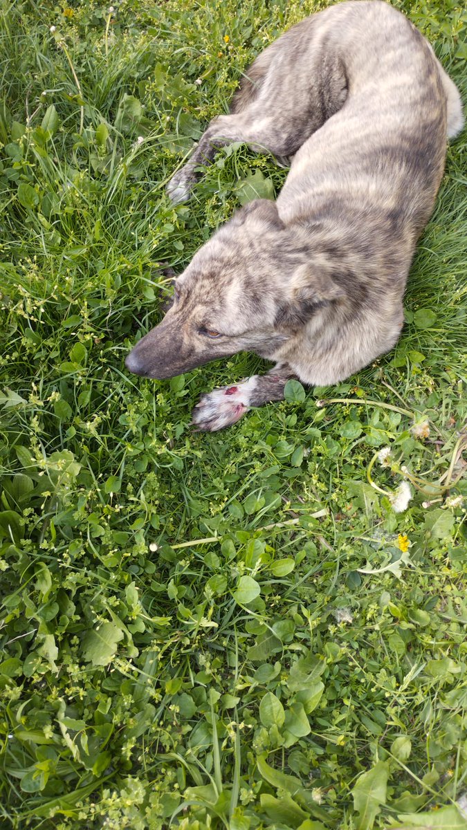 RehabTheea's tweet photo. EMERGENCY RESCUE - HELP WITH 253 € IS DESPERATELY NEEDED TO PAY FOR VET INVESTIGATIONS AND MEDICATION 😭🙏🙏🙏🙏🙏🆘🆘🆘🆘🆘🆘

Paypal : love.for.animaals@gmail.comBank account: RO53INGB0000999905174713
SWIFT code: INGBROBU 
Name: Apati Andreea. 
Thank you ❤ https://t.co/74SUTcKysE