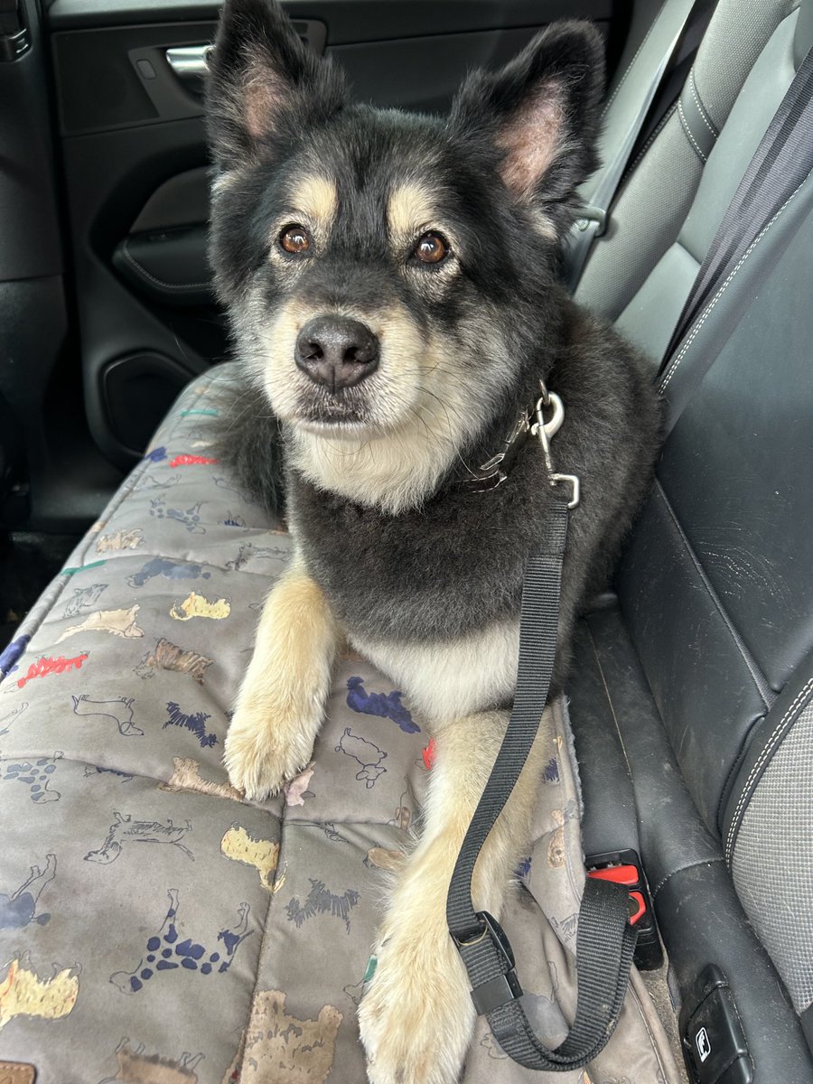 Rachael Aram (@rachaelaram) on Twitter photo Thank you <a href="/Purrfect_Pooch/">Purrfect and Pooch</a> for my groom today. I’m feeling #Handsome and #VeryFluffy Thank you <a href="/Purrfect_Pooch/">Purrfect and Pooch</a> for my groom today. I’m feeling #Handsome and #VeryFluffy