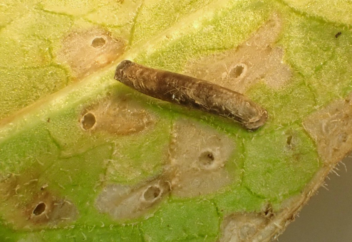 Coleophora paripennella case and feeding signs on Centaurea nigra @NosterfieldLNR today. A new species for the reserve.