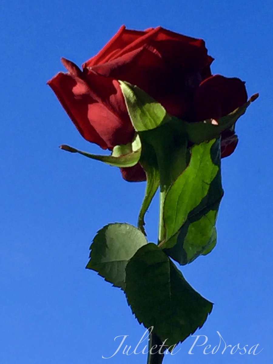 #FlowersForFriday #Flowers #Rose 🌹#FridayFeelings