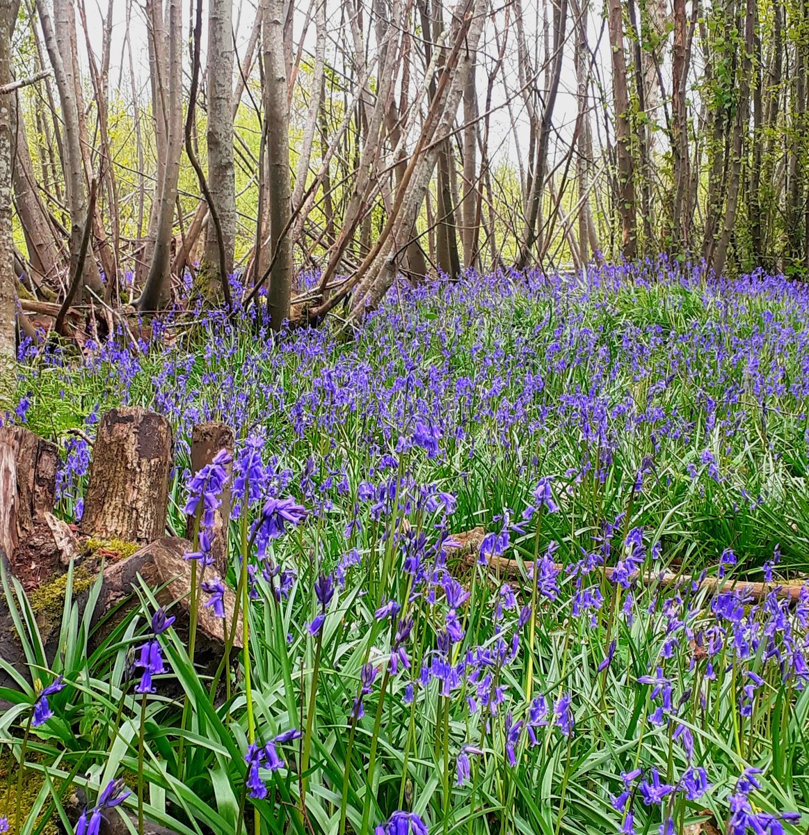 It's mid-April, so I am contractually obliged to show a snap of the local bluebell wood. 💙 @SussexWildlife