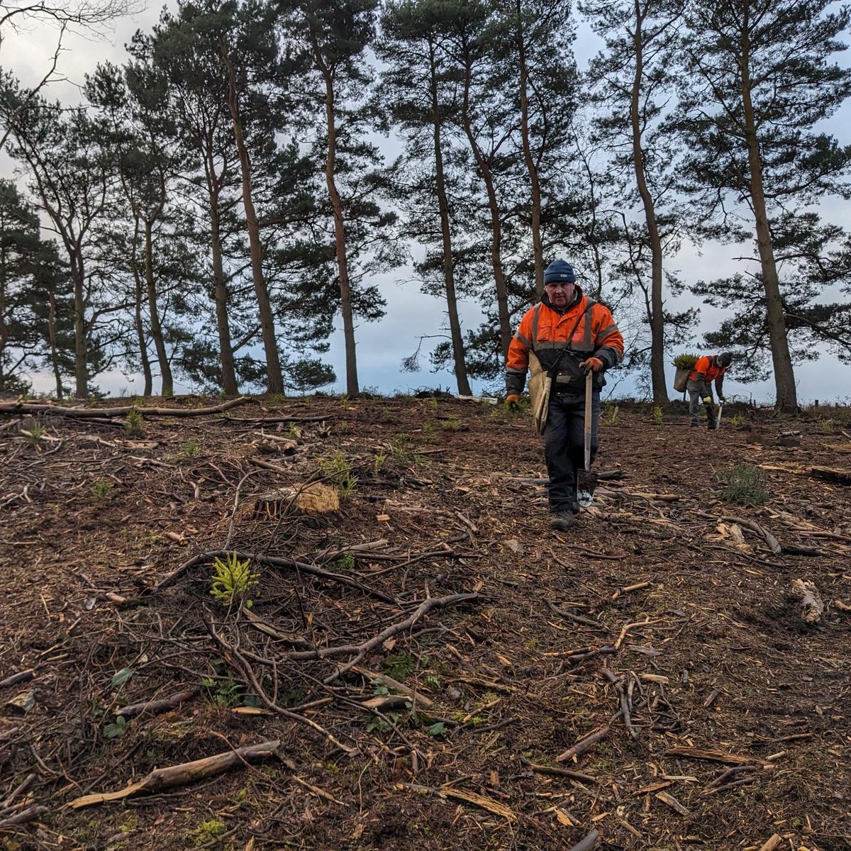 Planting season at Castle Howard has come to an end and our Forestry Team have planted an astonishing 12,000 trees in 24 days to to restock woodlands that have been harvested in recent years, averaging a staggering 500 trees per day! 🌳🌿 #EarthDay2024 📷 Image 1: Nick Howard