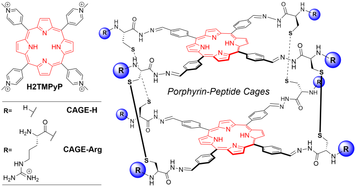 Evaluation and activity of new porphyrin-peptide cage-type conjugates for the photoinactivation of Mycobacterium abscessus by @MattheoAlcaraz, J Aguilera-Correa, S Lyonnais @cemipai_UAR3725, S Richeter @umontpellier, C Ghosh and S Ulrich @IBMM_Balard. doi.org/10.1128/spectr…