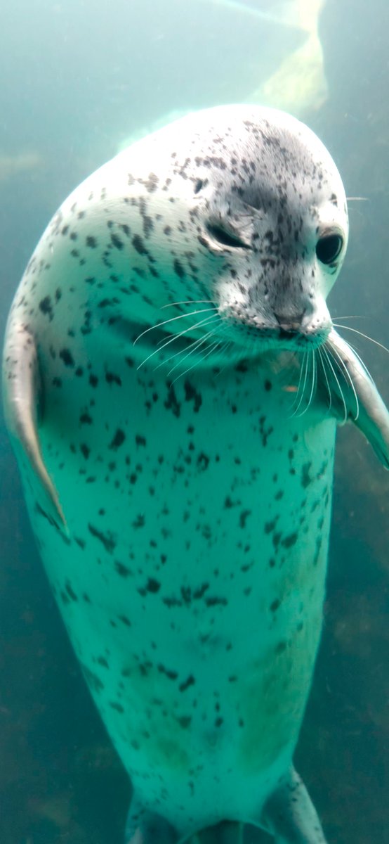 オヤスミナサイ また明日 #男鹿水族館　#ゴマフアザラシ　#みずき仔