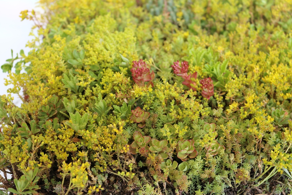 GrufeKit's tweet photo. 🌱 Fact Friday 🌱

Did you know that people working in an environment with plants present were 12% more productive and less stressed than those who worked in an environment without plants?

#grufekit #greenroof #greenroofs #diy #transformation #biodiversity #ecosystem #habitat https://t.co/PSVSqXhhC8