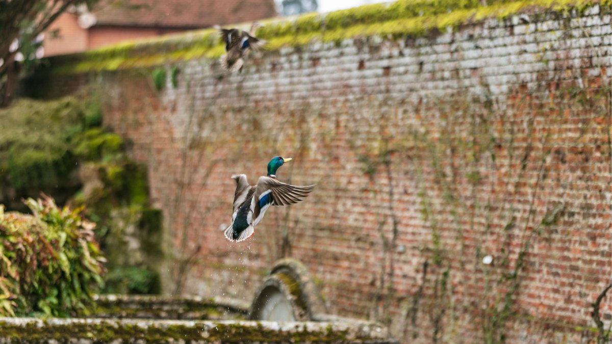🦆 Flying into the weekend like… Where will your adventures take you this weekend? 📍 Audley End House and Gardens