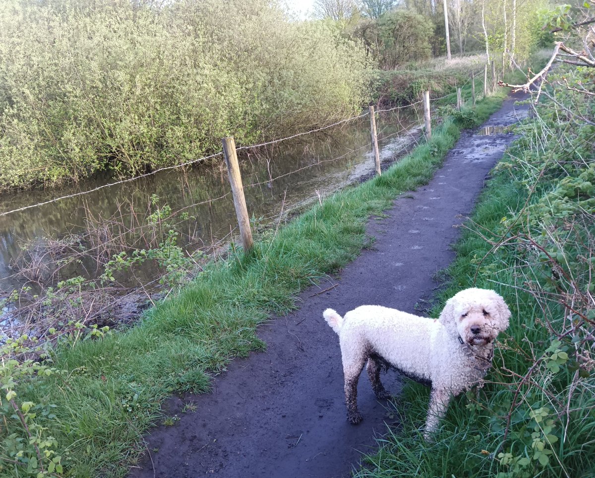 We’ve reached 60 #WellbeingMiles! 2 marathons ✅. Thanks to PS team members and our helpers Benji and Milo who all showed that #LittlebyLittle we can make a BIG difference! There’s only 2 days left of this fundraiser, let’s make them count! Donate here: buff.ly/49zR9fj