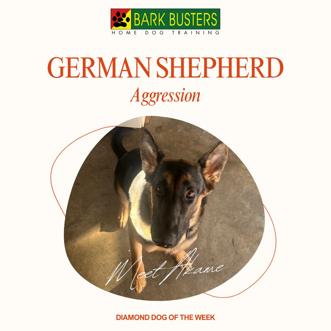 Akame, our diamond dog of the week, is a German Shepherd known for her loyalty and gentle nature, defying stereotypes with her loving demeanor and intelligence

Visit bit.ly/BarkBustervall… to learn more

#stephaniecurtis #dogtraining #valleydogtraining #inhomebehavioraltraining
