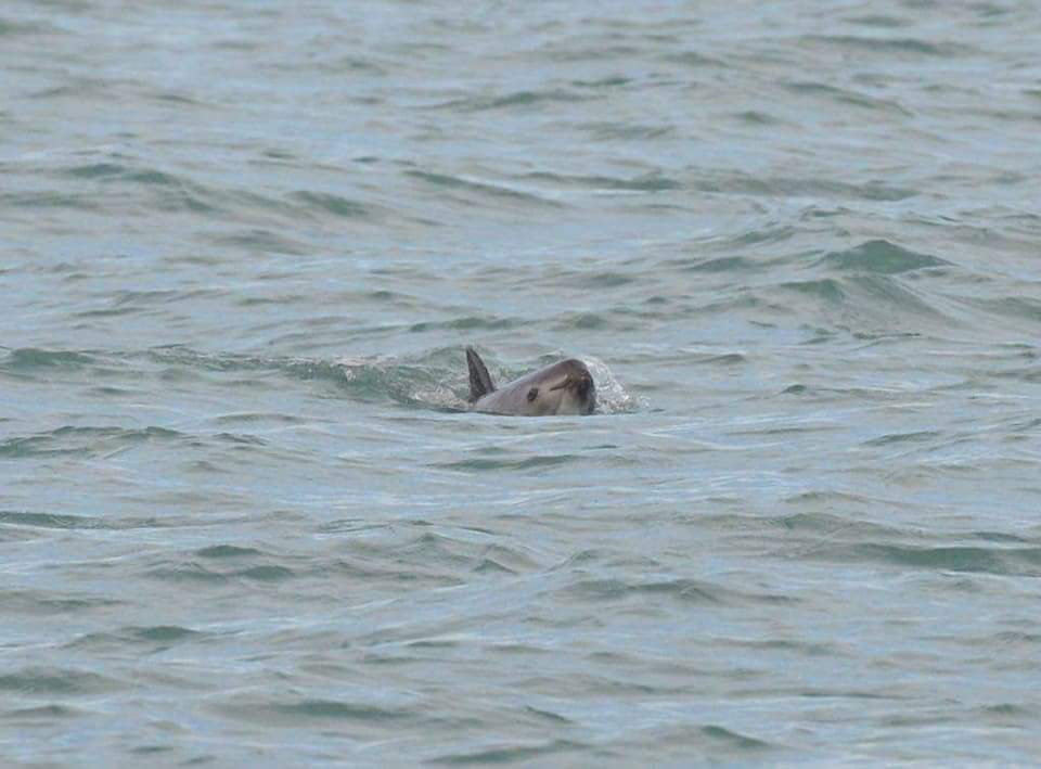 Good article by @The_RHF in @IFLScience needs a good accompanying #vaquita porpoise photo, fixed it for you (📷Jonas Teilmann)