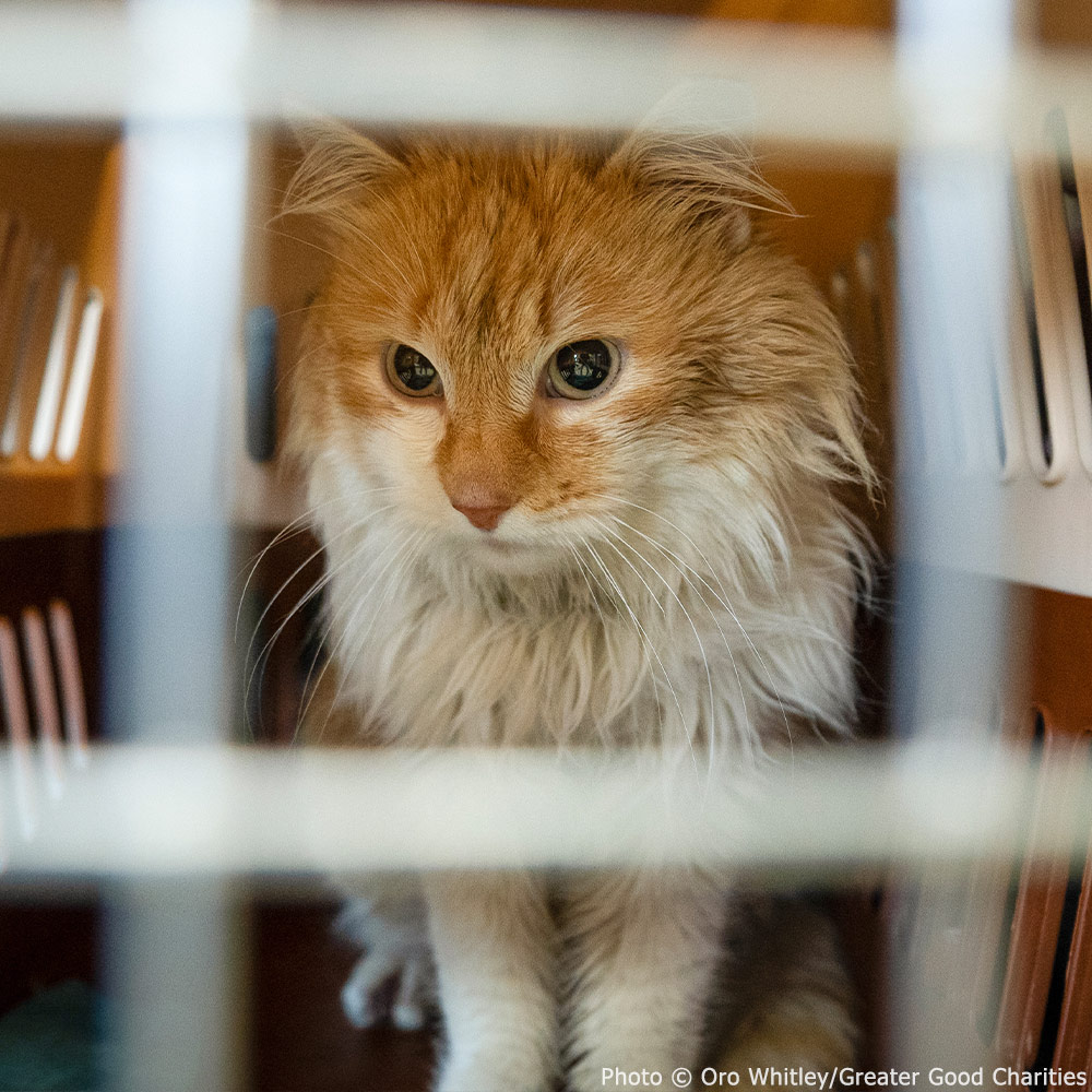 GreaterGoodorg's tweet photo. During a 5-day clinic in #Ukraine earlier this month, our team of #GoodFix experts & volunteers sterilized & provided wellness care for over 750 community dogs & cats! πΆπ± Thank you for supporting this lifesaving program around the world! π©· #AmplifyTheGood https://t.co/PgBkL5xqpx