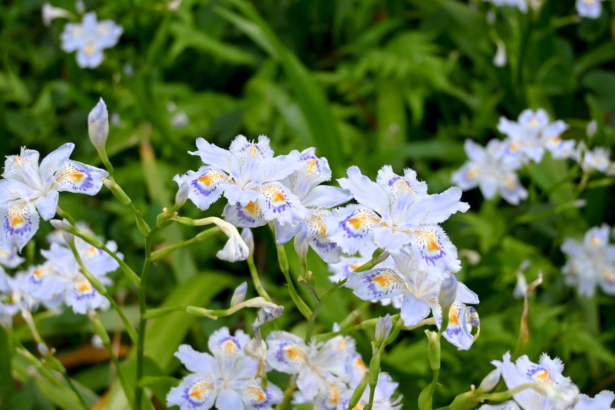 lunch_89's tweet photo. Nikon Z50
これから色々試してみよう(´∇｀) https://t.co/6frmNhKj46