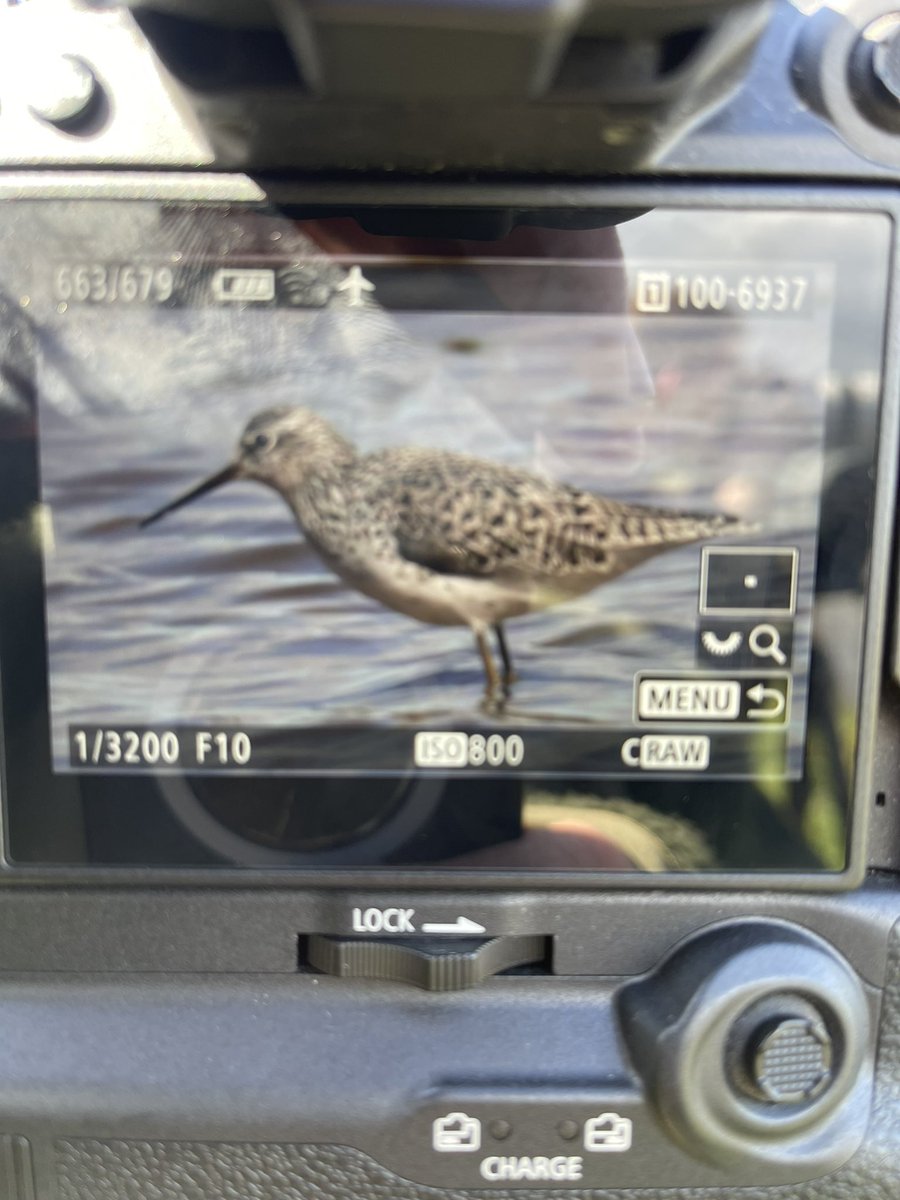 Adult Marsh Sandpiper showing well on Normandy Lagoon still @HOSbirding @hantsbirdnews @BirdGuides