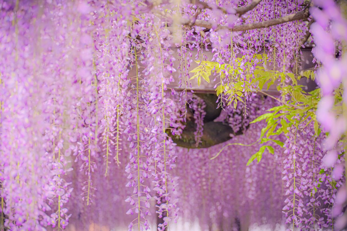 誕生月にこんな美しい花が咲くことを嬉しく思います😊

 #藤の花
 #福岡
 #fujifilm
#xs10
#photo
#ミラーレス一眼
#何気ない風景を思い出に
#ファインダー越しの私の世界 
#写真で伝えたい私の世界 
#カメラ好きな人と繋がりたい
#写真好きと繋がりたい
#写真部
#エアリーフォト