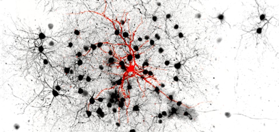 Are you interested in how neuronal populations integrate external and internal signals to drive behavior? Join our lab as a postdoc! We are looking for people with diverse skills, from computational to experimental.For more information, see ucl.ac.uk/cortexlab/posi….