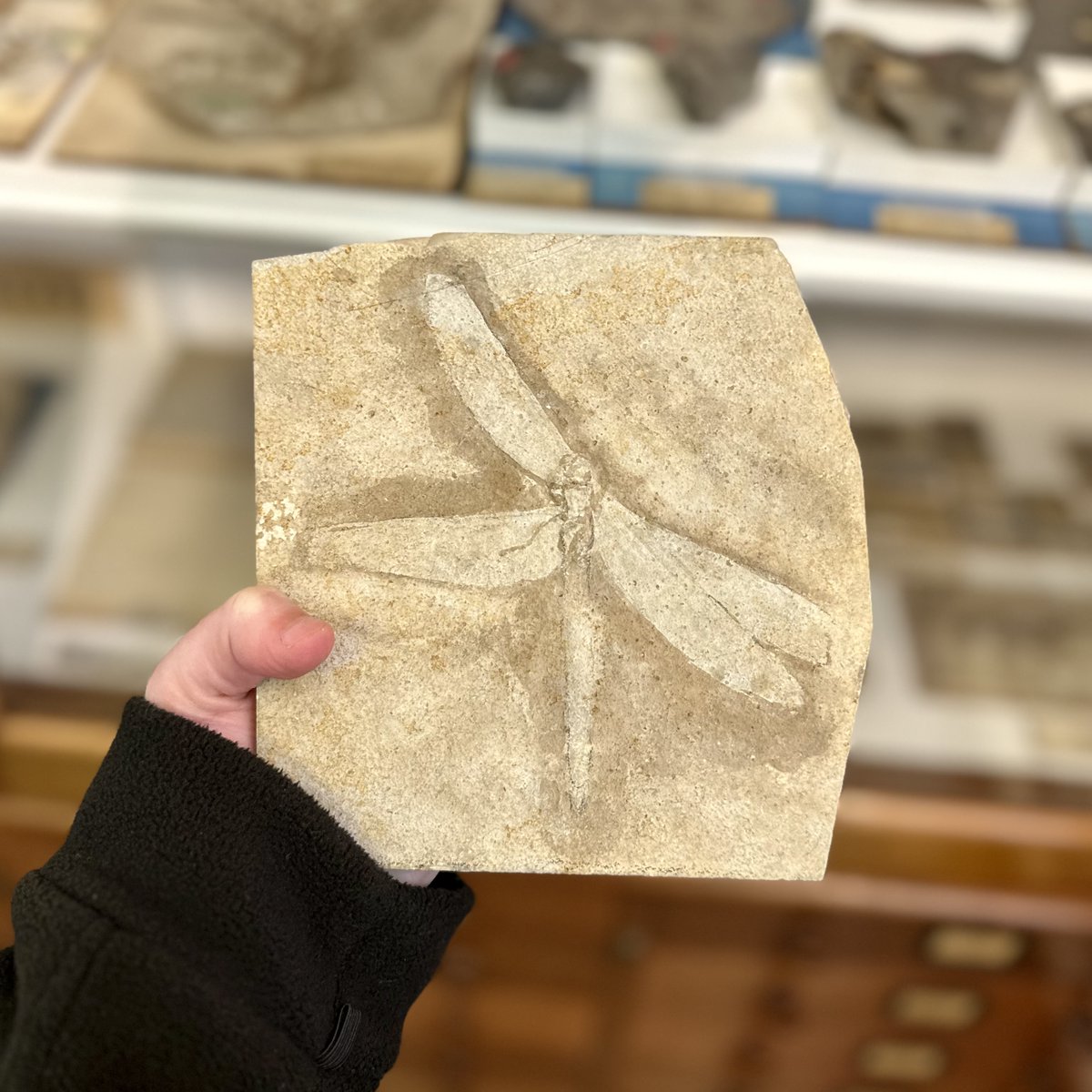 You might have heard of insects being preserved in amber, but did you know that insects can be fossilised too? You can find this beautifully detailed dragonfly fossil in our museum. This one is from the late Jurassic Period and is around 155 million years old! #Fossilfriday