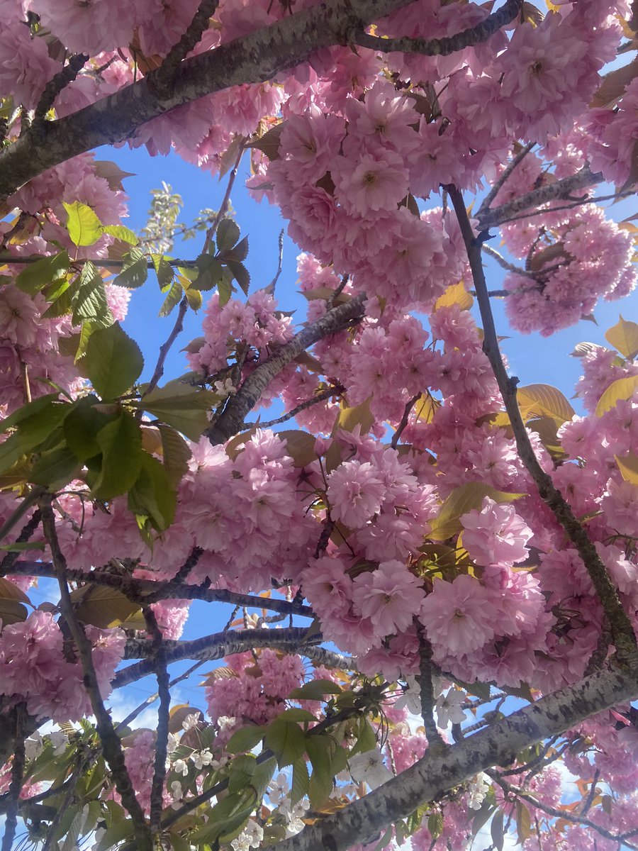 shazannahbaker's tweet photo. Spring 🌸💗 https://t.co/HkXwHSFkWS