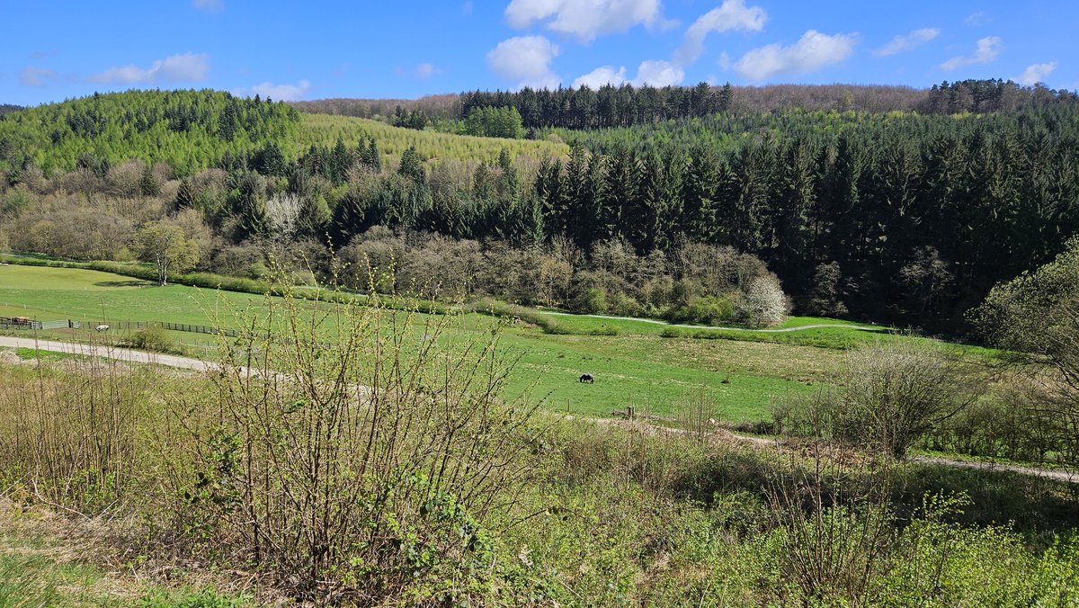YCNature's tweet photo. A very special Bird Sound Safari today. My guests enjoyed peace &amp; tranquility in @Dalby_Forest &amp; we heard &amp; saw many species inc: Dipper, Goshawk, Willow Tit, Marsh Tit, Crossbills. Willow Warbler &amp; Blackcap song filled the woodlands All proceeds to @DalbyFriends @north_dove https://t.co/iuThFhBKDE