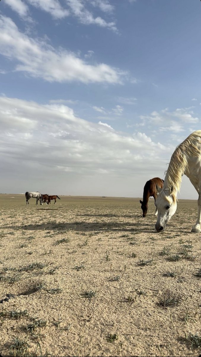 روضت لك خيل الغلا لين طاعت 
والشوق يصهل في ميادين صدري

و سرّحت لك خيل المحبه وقامت 
ليتك عن اللي بين الاضلاع تدري

        مـسـااء الــغغـلاا🌹🤍
